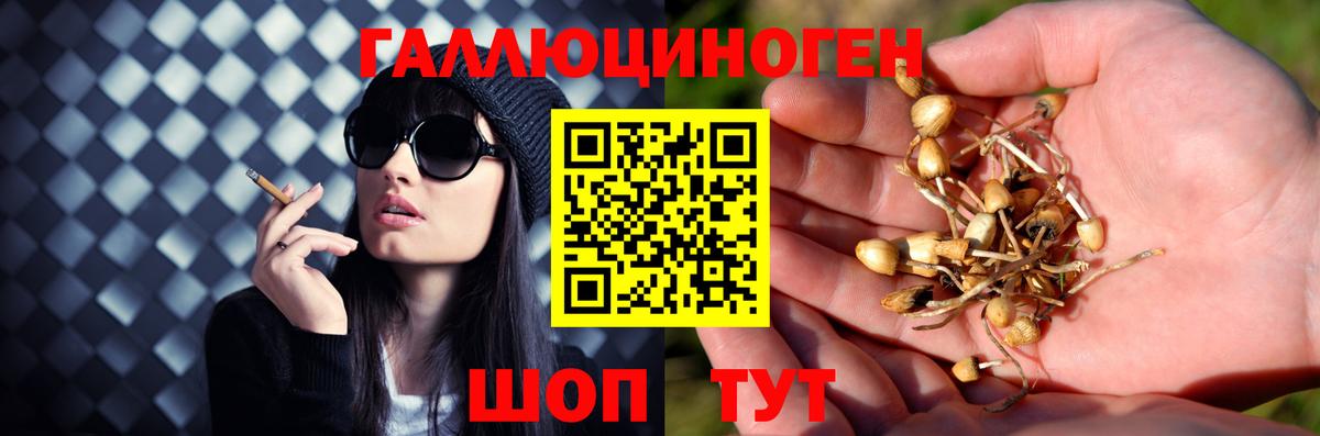 Тосно  Галлюциногенные грибы Psilocybe  Псилоцибиновые грибы MAGIC MUSHROOMS  Вход с VPN 